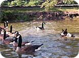 Look out, geese! The border collie is on the scene!