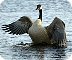 majestic goose